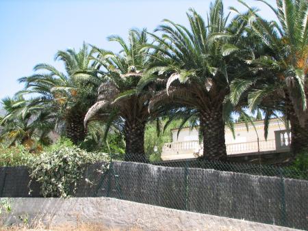 sous les palmiers