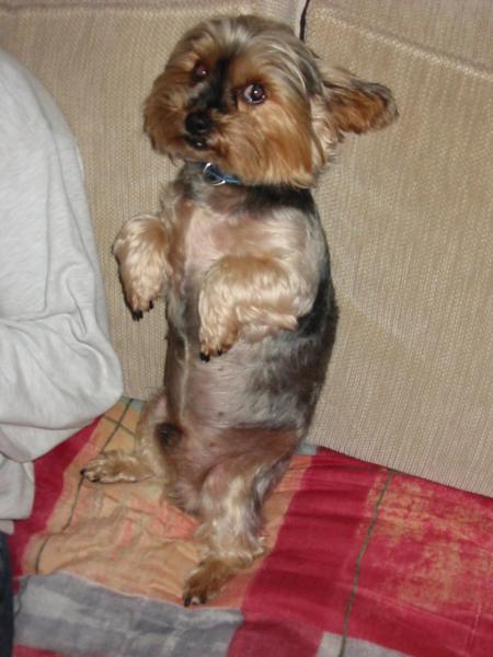 Whisky